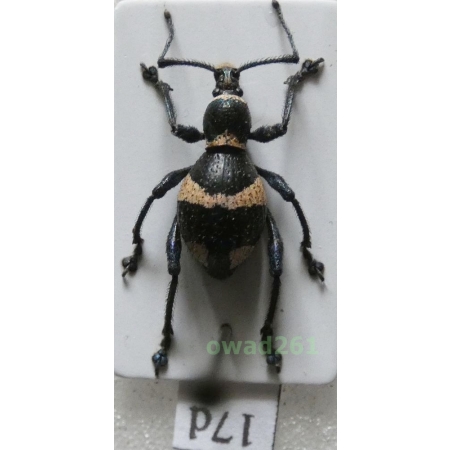 Calidiopsis speciosa Heller, 1913 female Philippines17d